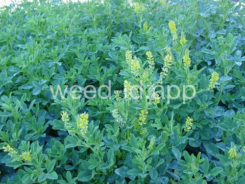 sweetclover, Indian